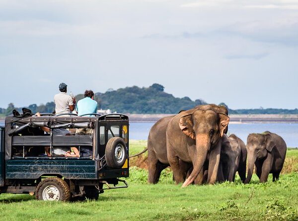 Minneriya Elephant Safari