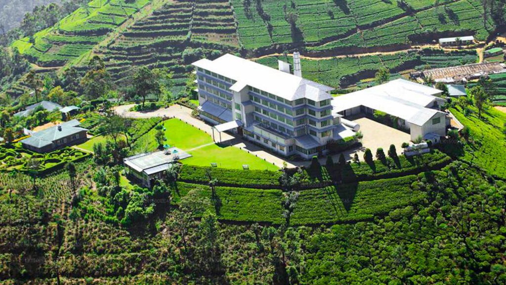Nuwara Eliya Tea Plantation