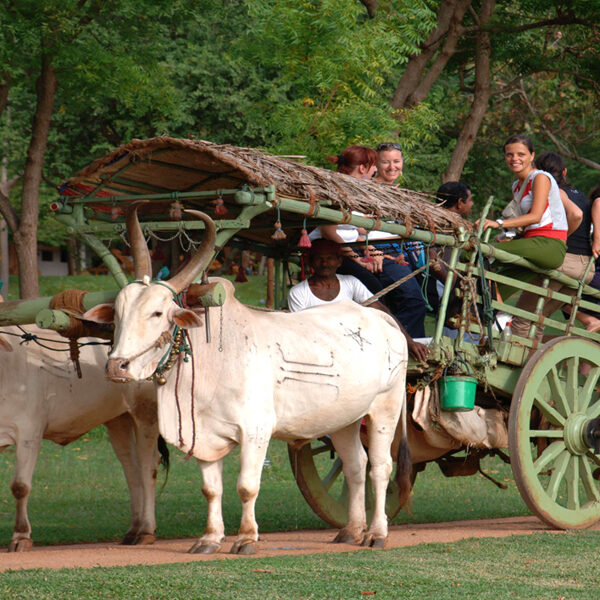 bull cart riding in habarana