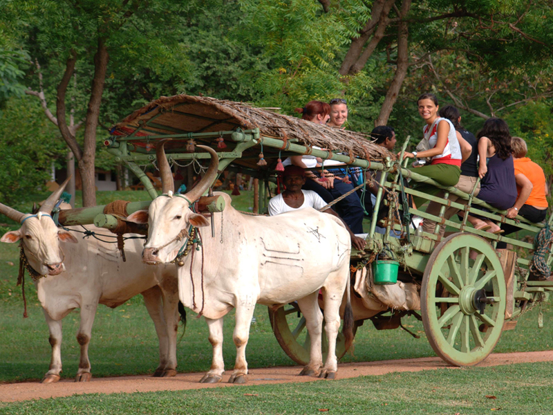 bull cart riding in habarana