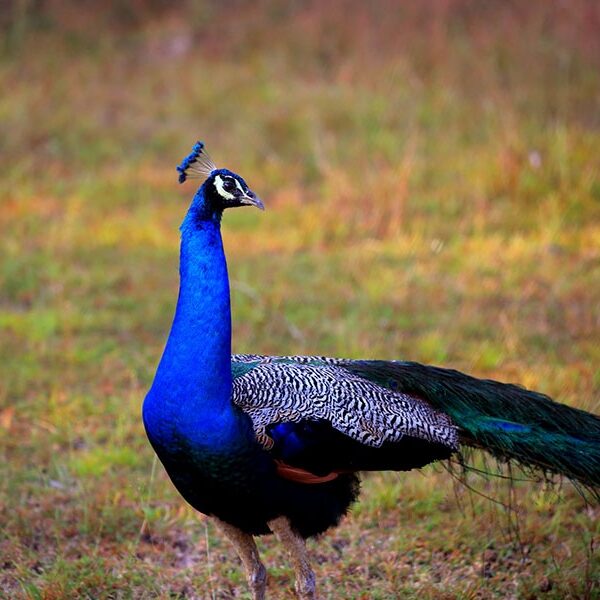 peacok in wilpaththu