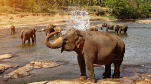 Pinnawala Elephant Orphanage