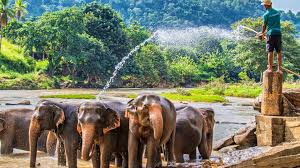 Pinnawala Elephant Orphanage