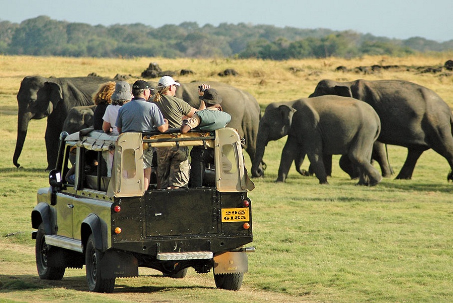 safari booking