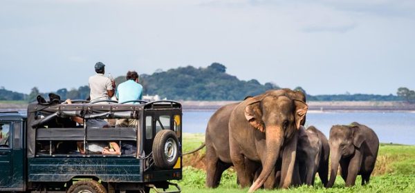 Minneriya Elephant Safari
