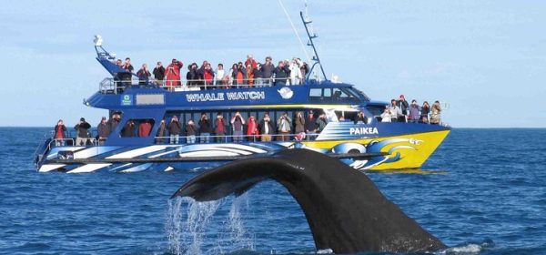 Mirissa beach with whales