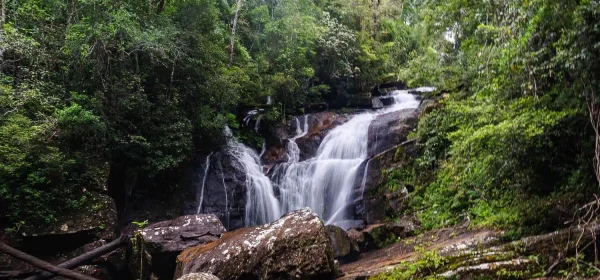 Sinharaja rainforest trail