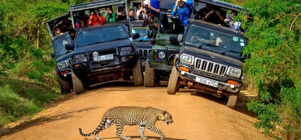 Wilpattu National Park Private Safari