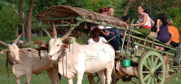 bull cart riding in habarana