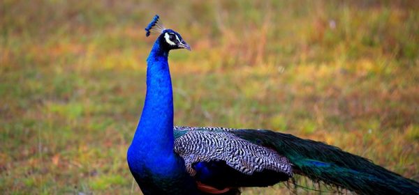 peacok in wilpaththu